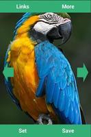 Parrots Wallpapers 스크린샷 1