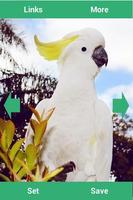 Parrots Wallpapers 스크린샷 3