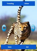 برنامه‌نما Wild Animals Wallpapers عکس از صفحه