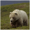 Bear Wallpapers