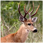 Deer Wallpapers ikona