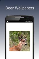 Deer Wallpapers постер