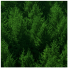 Forest Wallpapers icon