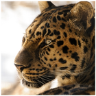 Leopard Wallpapers आइकन