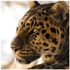 آیکون‌ Leopard Wallpapers