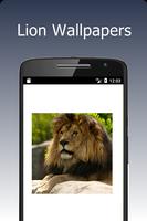 Lion Wallpapers Affiche