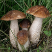 Mushroom Wallpapers:background images