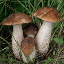 Mushroom Wallpapers:background images APK