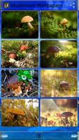 Poster Mushroom Wallpapers
