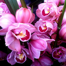 Orchid Wallpapers: nature flower-APK