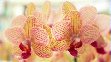 Orchideen Hintergrundbilder Plakat