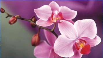 Orchideen Hintergrundbilder Screenshot 1