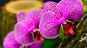 Orchid Tapety screenshot 2
