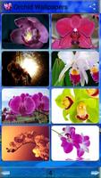 Orchideen Hintergrundbilder Screenshot 3