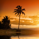 Palm Wallpapers APK