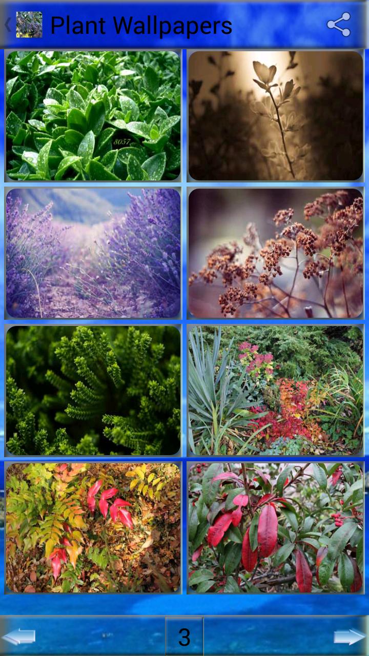 Android 用の 植物の壁紙 Apk をダウンロード