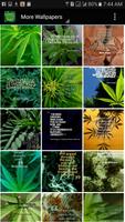 Weed Wallpapers and Background capture d'écran 1