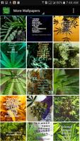 Weed Wallpapers and Background capture d'écran 2