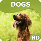 Dogs wallpapers آئیکن