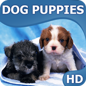 Puppies wallpapers HQ icon