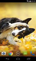 Dogs wallpapers স্ক্রিনশট 1