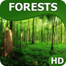 Forests wallpapers HQ APK