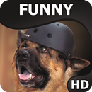 Funny wallpapers HQ APK