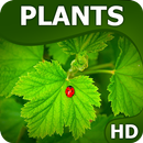 Rośliny Tapety HQ aplikacja