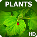 Plants wallpapers HQ APK