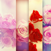 Wallpapers of love HD icône