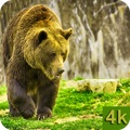 Bear Wallpapers 4K