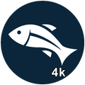 Fish Wallpapers 4K