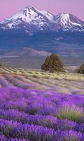 World Wallpaper تصوير الشاشة 3