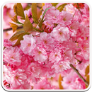 Flower Wallpapers APK