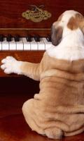 Funny Wallpaper اسکرین شاٹ 1