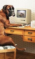 Funny Wallpaper اسکرین شاٹ 2