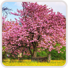 Plants Wallpaper آئیکن