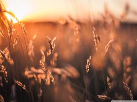 Plants Wallpaper پوسٹر