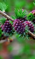 Plants Wallpaper اسکرین شاٹ 2
