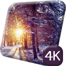 Winter Forest 4K Live Wallapp APK