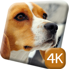 Beagle Puppy 4K Live Wallpaper ícone