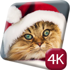 Chirstmas Cats 4K Live Wallpap ikona
