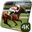 Horse Racing Sport 4K Live