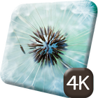 Pretty Dandelion Flower 4K icône