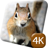 Red Squirrel 4K Live Wallpaper icône