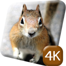 Red Squirrel 4K Live Wallpaper-APK