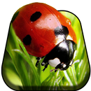 Insect World Live Wallpaper APK