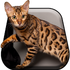 Funny Cat Live Wallpaper biểu tượng