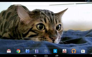 Funny Cat Live Wallpaper ảnh chụp màn hình 3