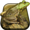 Silly Frog Live Wallpaper APK